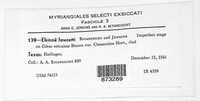 Elsinoe fawcettii image